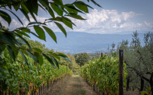 Wonderful winery in the heart of Chianti