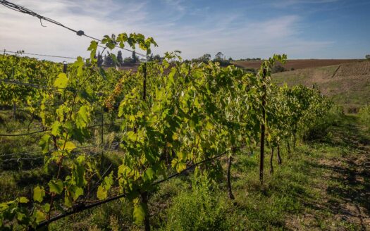 Stunning wine estate in Maremma